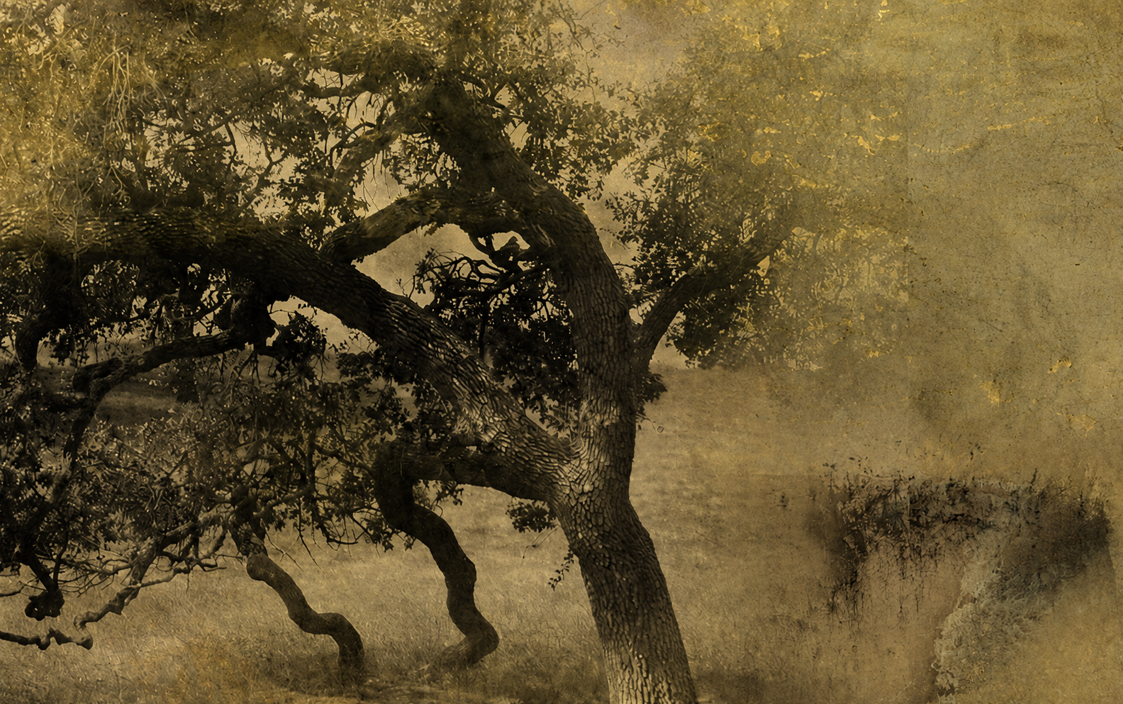 Alter Baum in warmer, olivfarbener Landschaft. Schamanisch inspirierte Ritualarbeit und weibliche Prozessbegleitung